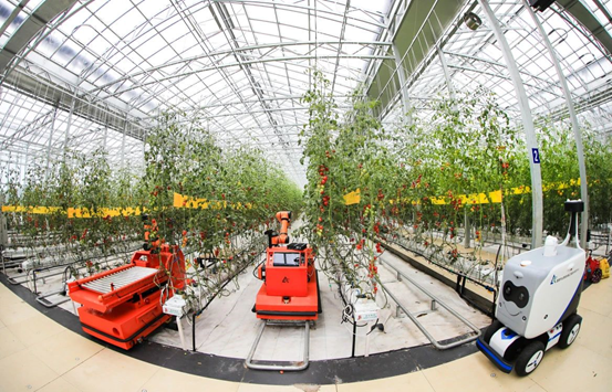 Agricultural technologies contribute to tomato planting in Shouguang, “China’s Hometown of Vegetables”