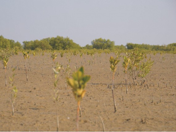 Bank Alfalah and WWF-Pakistan Join Forces on World Environment Day to Plant Mangroves in Balochistan, Advancing Their Goal of Planting 100,000 Trees by 2030