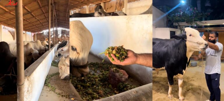 From farm gate to For You feed: How TikTok is helping livestock sellers build business trust