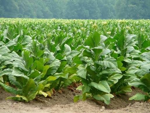 Tobacco Growers Face Exploitation as Marketing Season Raises Serious Concerns